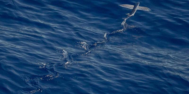 陶瓷材料95：高性能工业陶瓷，特别是氧化锆陶瓷的卓越特性与应用